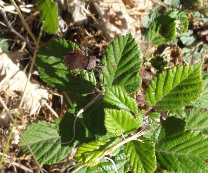 Coreidae: Coreus marginatus della Sicilia (PA)